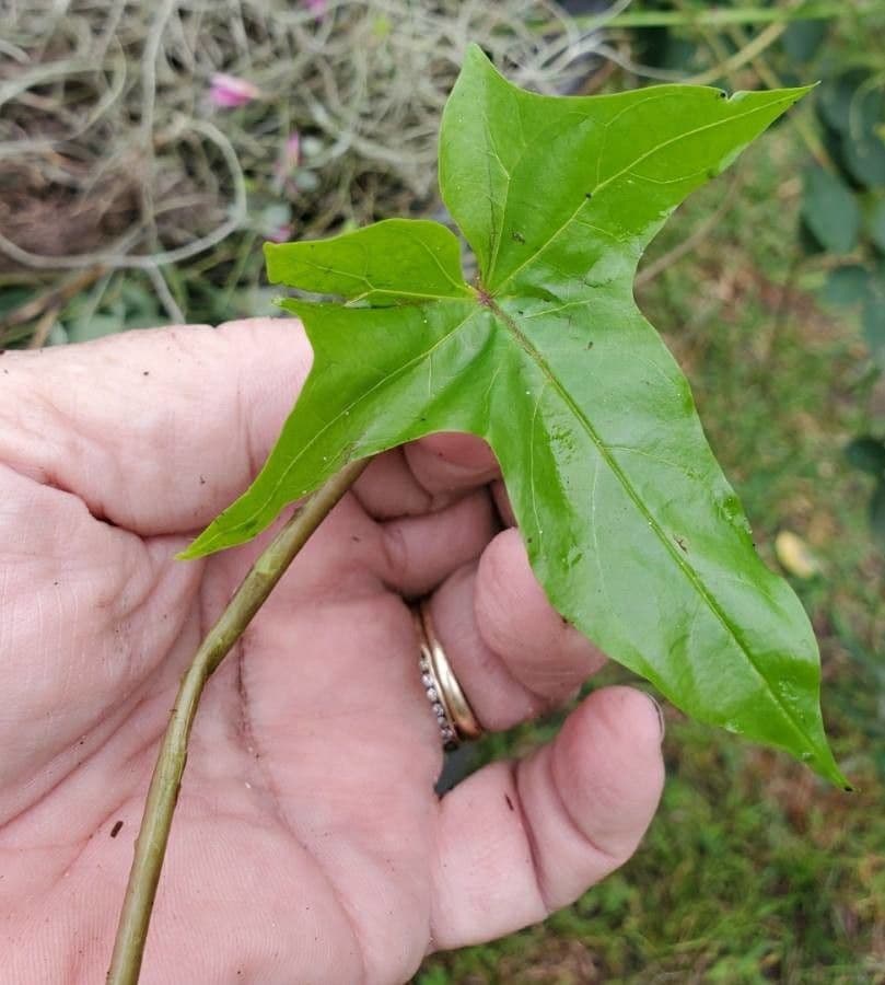 Calystegia porpora 12
