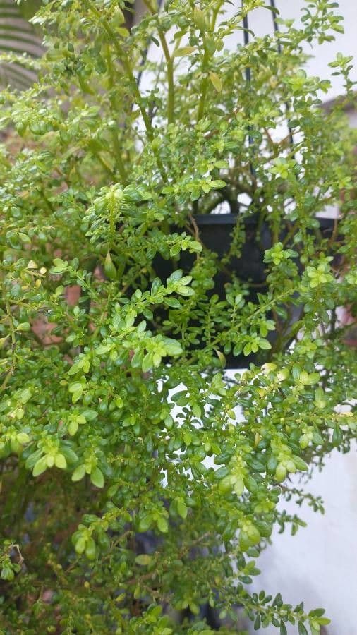 Pilea microphylla 24
