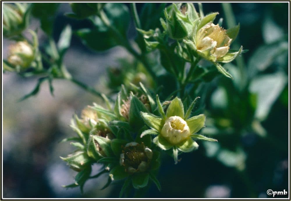 Potentilla valderiana 5