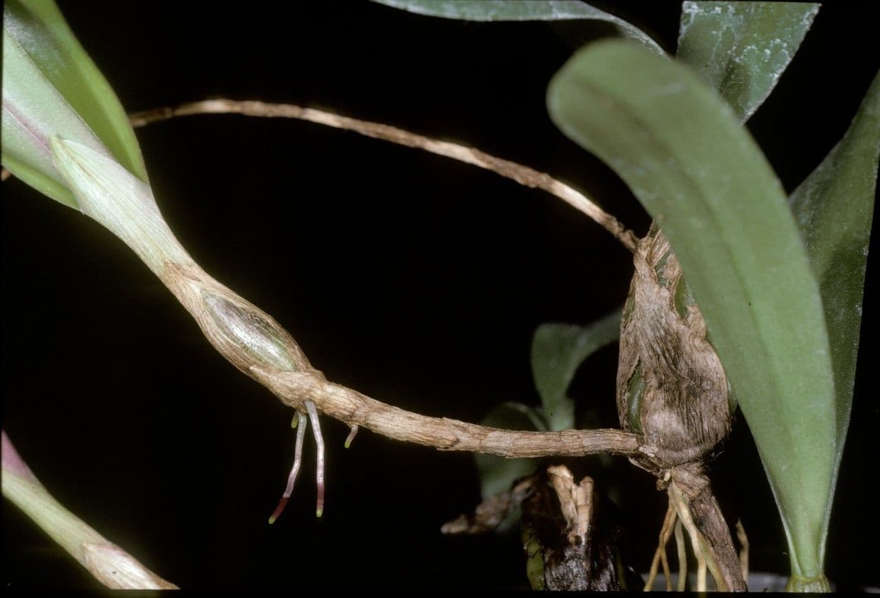 Bulbophyllum 12