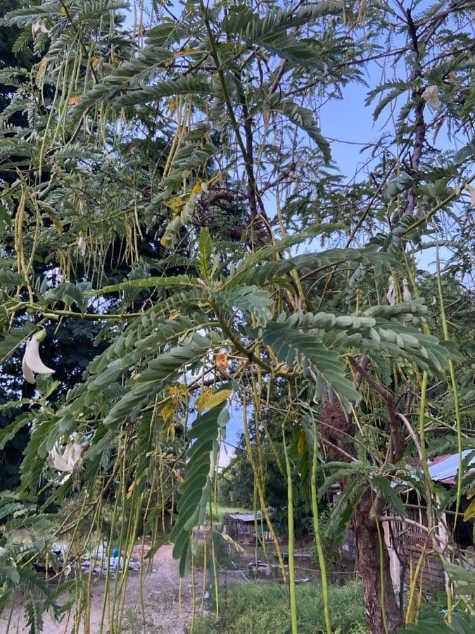 Sesbania grandiflora 14