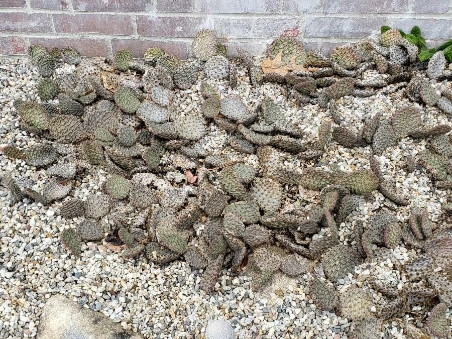 Opuntia basilaris 8