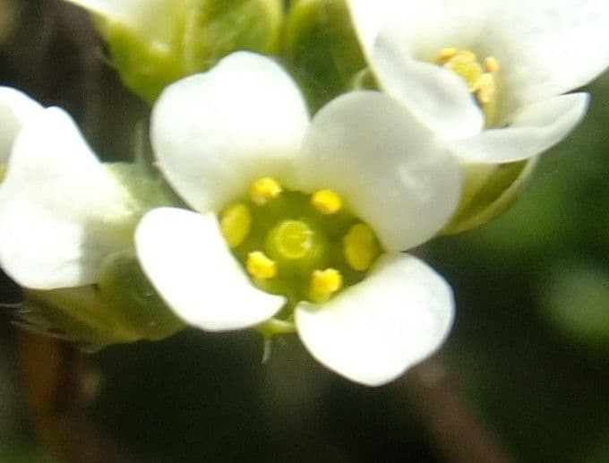 Draba 7