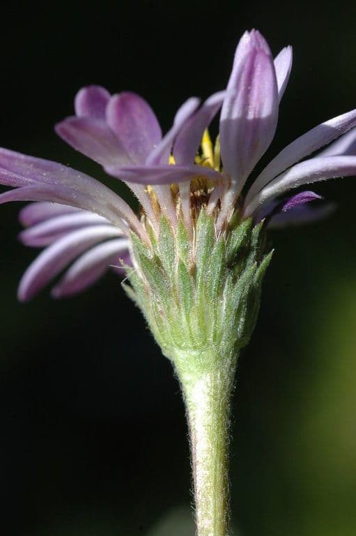 Oreostemma 4