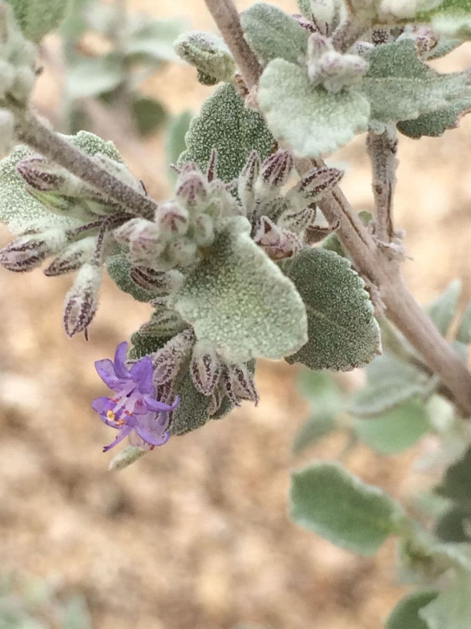 Lavanda del deserto 17