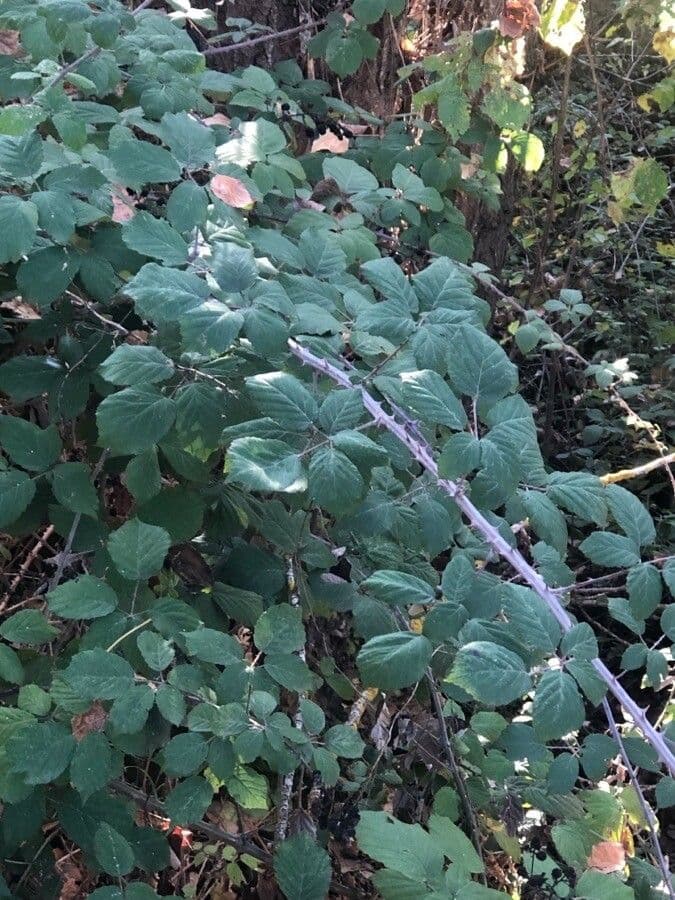 Ronce à feuilles d'orme 17