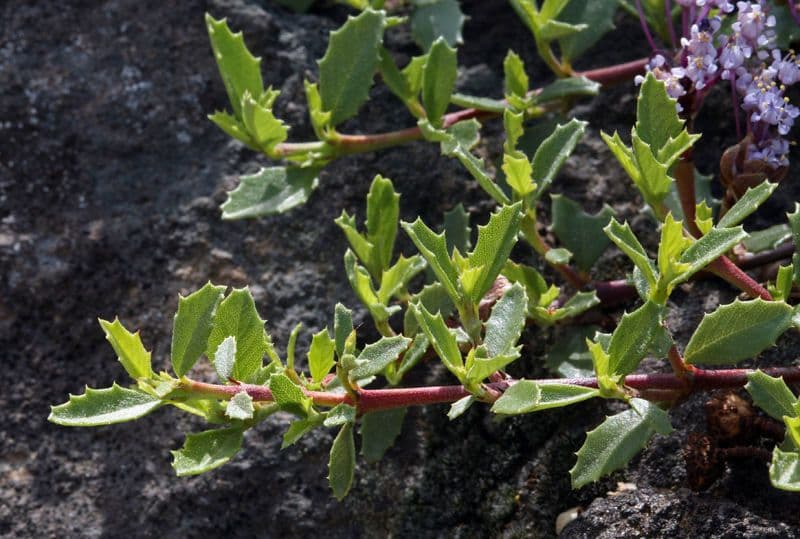 Ceanothus 13