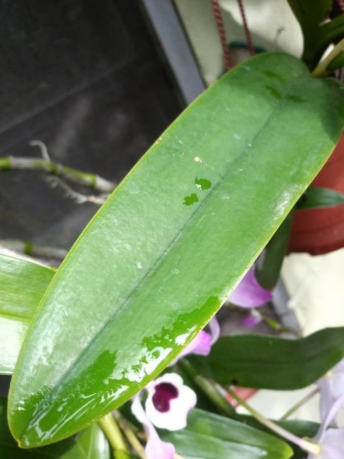 Cattleya 7