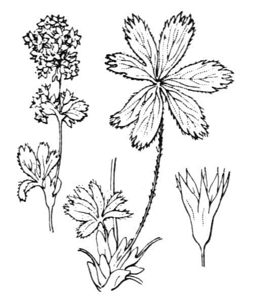 Alchemilla 5