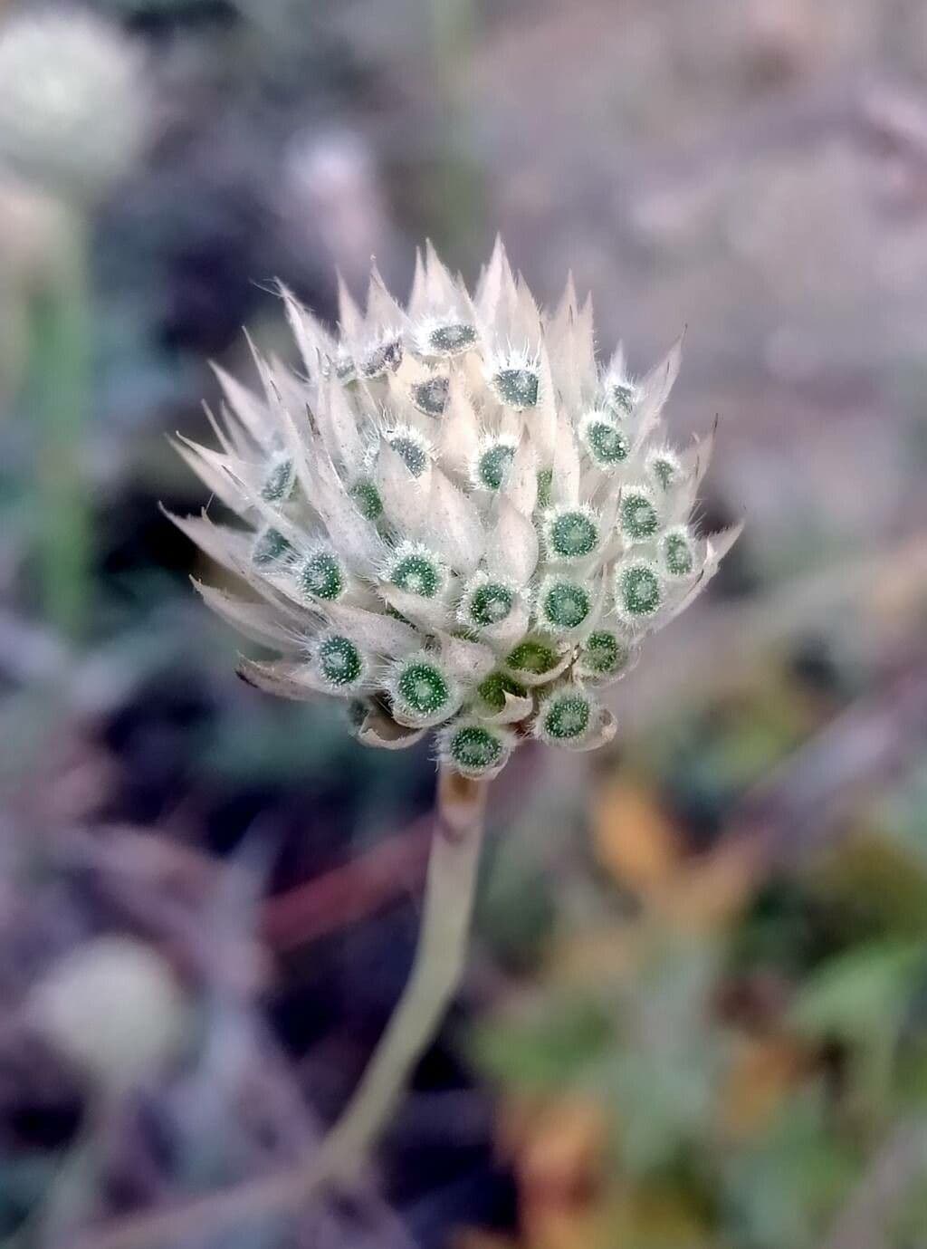 Aglio maculato 5