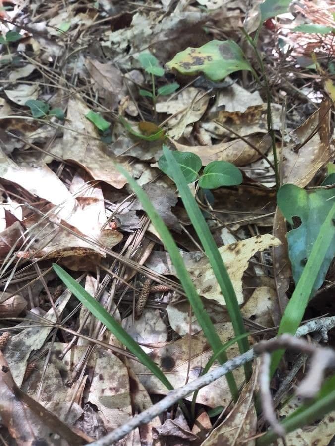 Spiranthes cernua 12