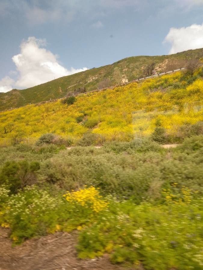 Lasthenia californica 7