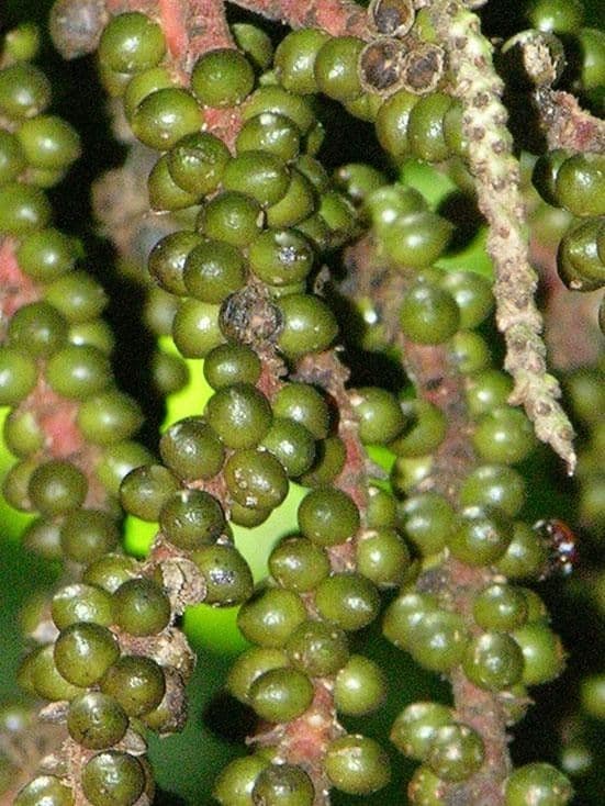 Geonoma pinnada
