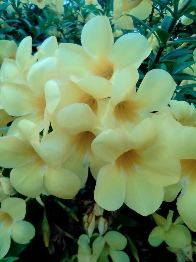 Allamanda 22