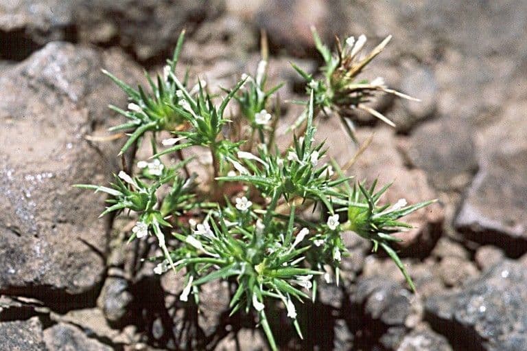 Navarretia 2