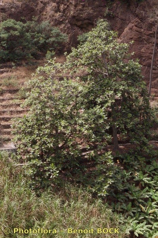 Albero del pane 12