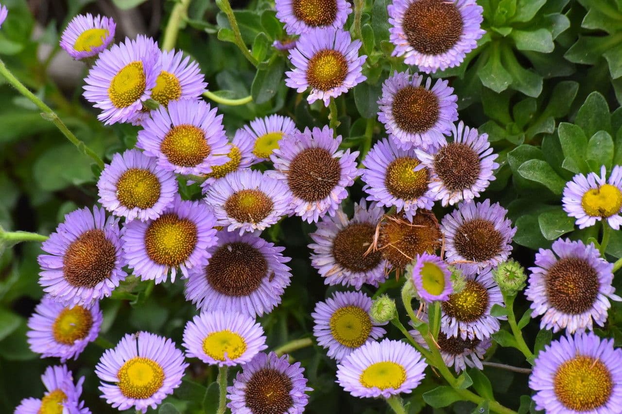 Fleabane glaucus 19