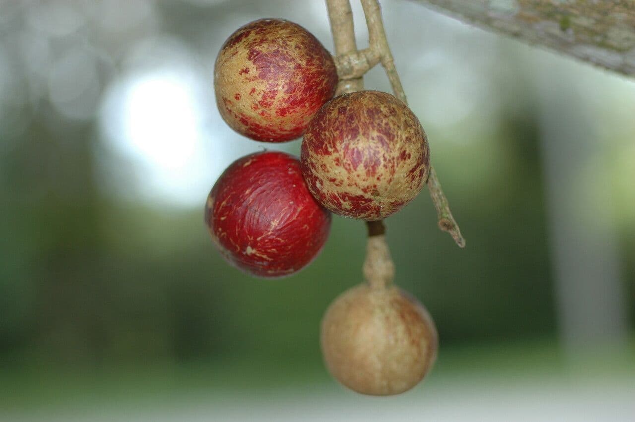 Cabralea canjerana 3