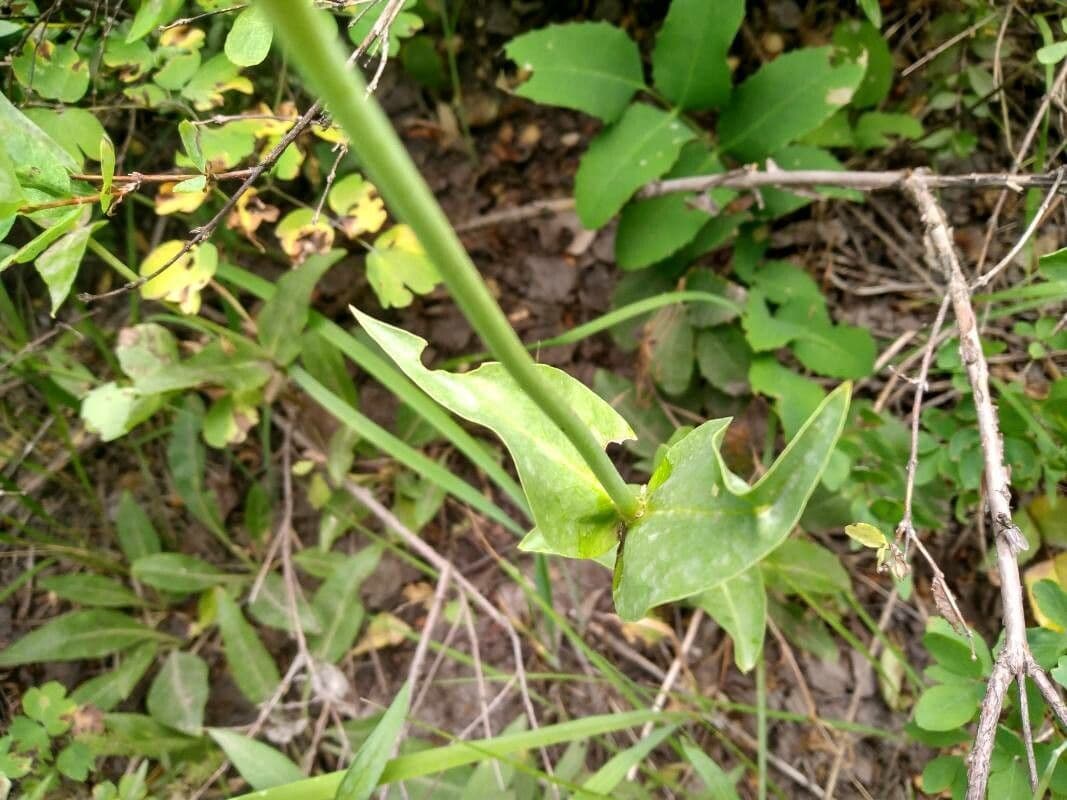 Penstemon albertowski 9
