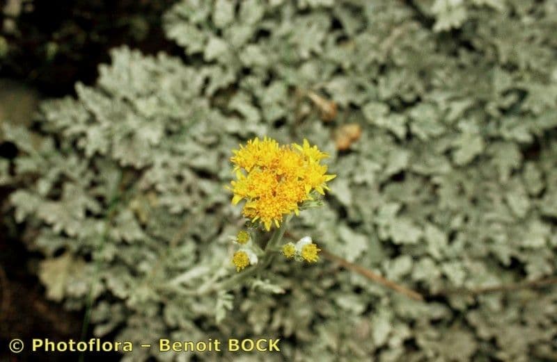 Senecio leucofillo 20