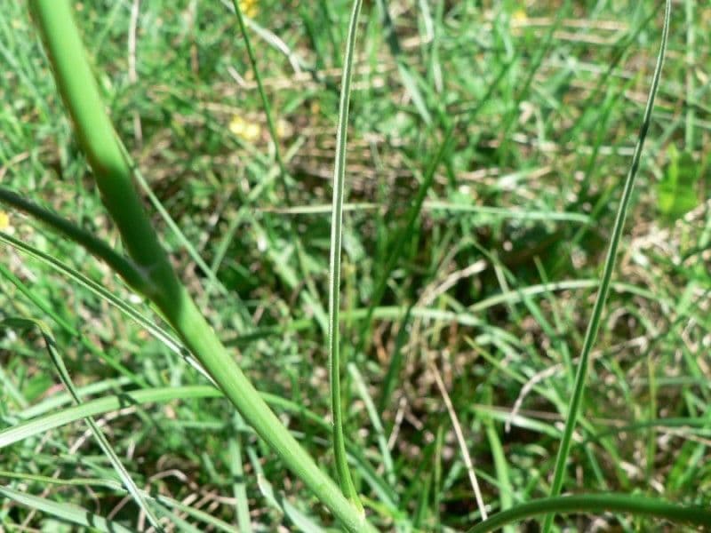 Podospermum 17