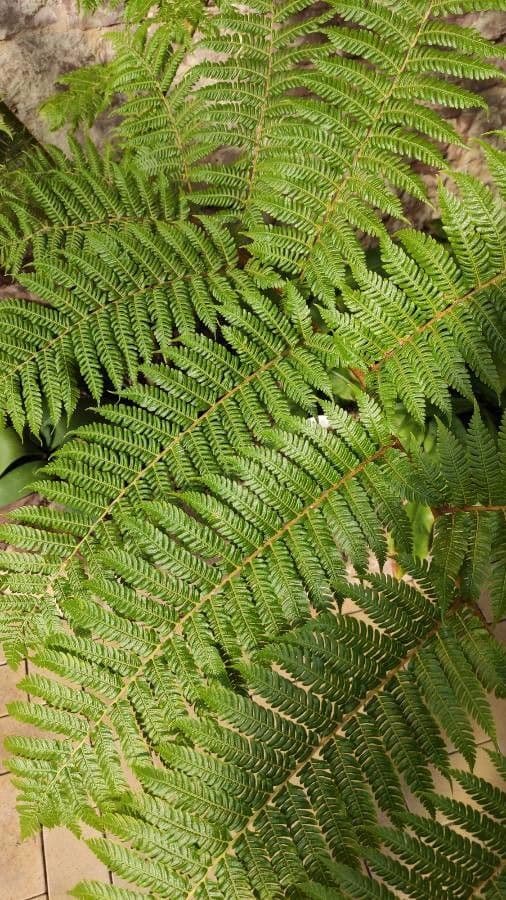 Cyathea 3