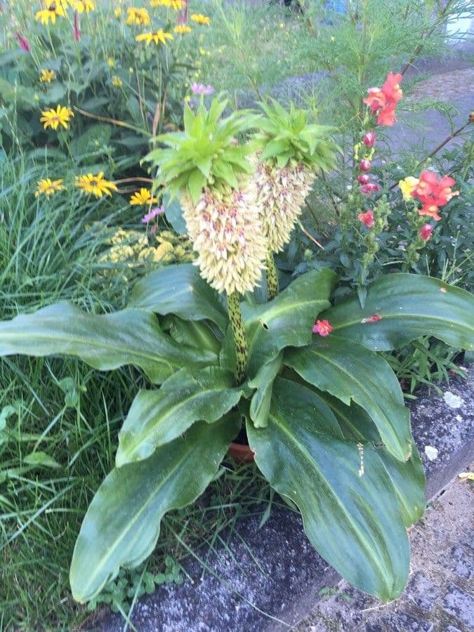 Eucomis 11