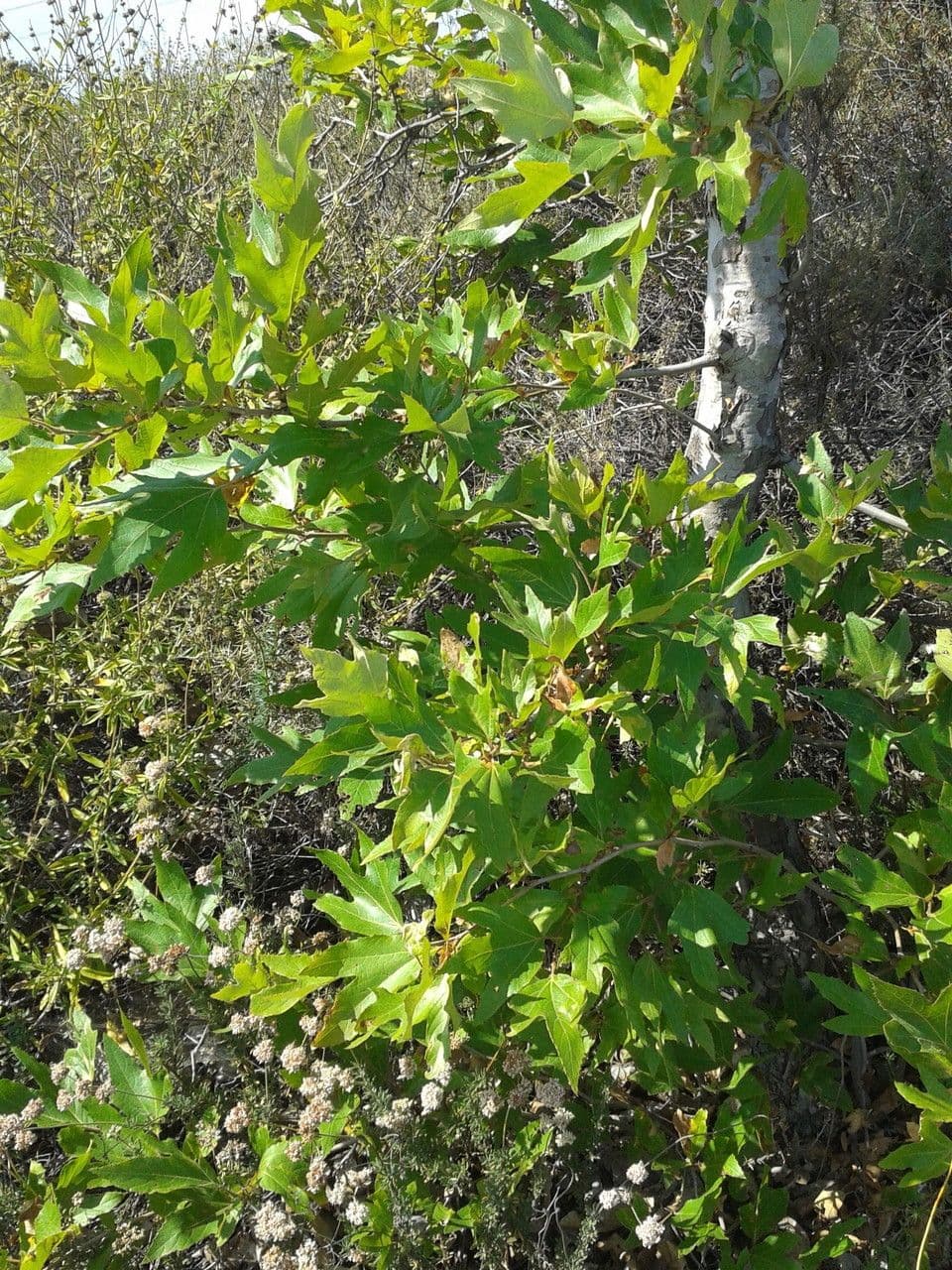Platano della California 13