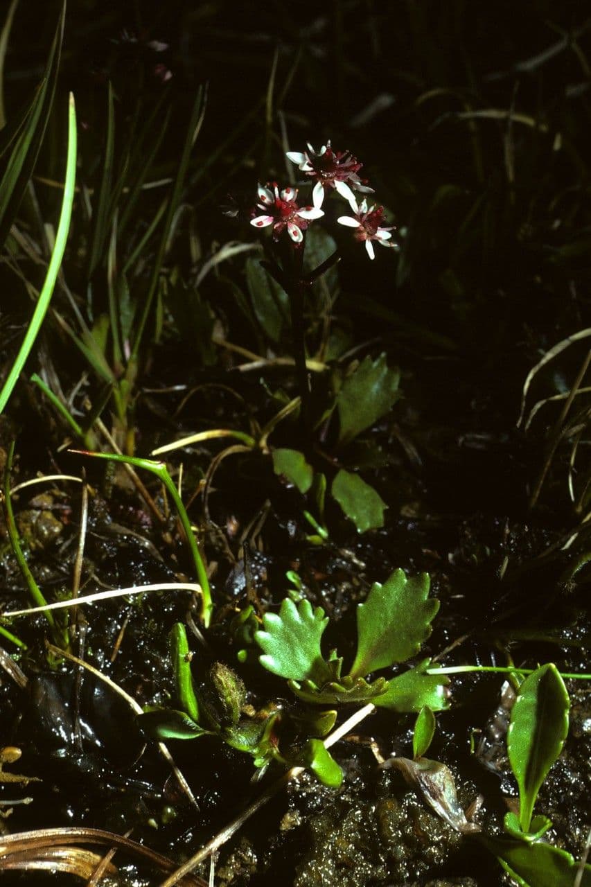 Matalka 3