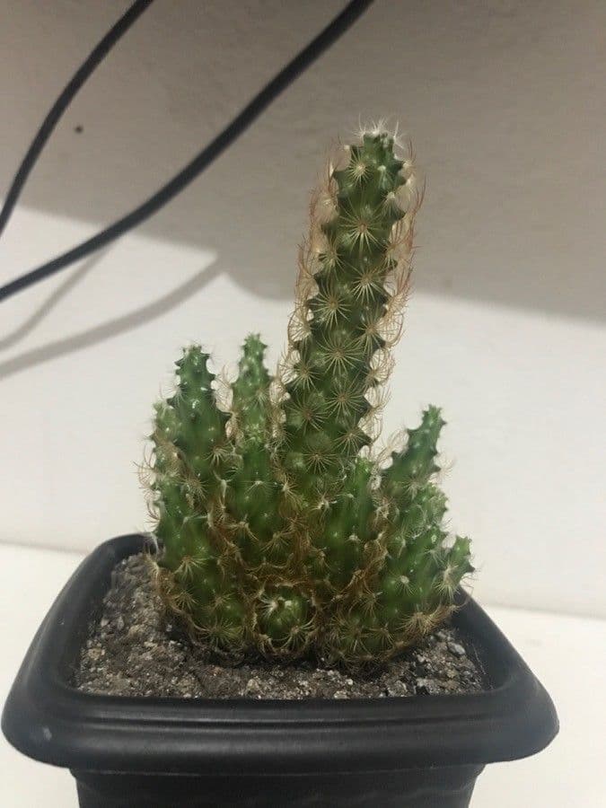 Cactus stella dorata 13