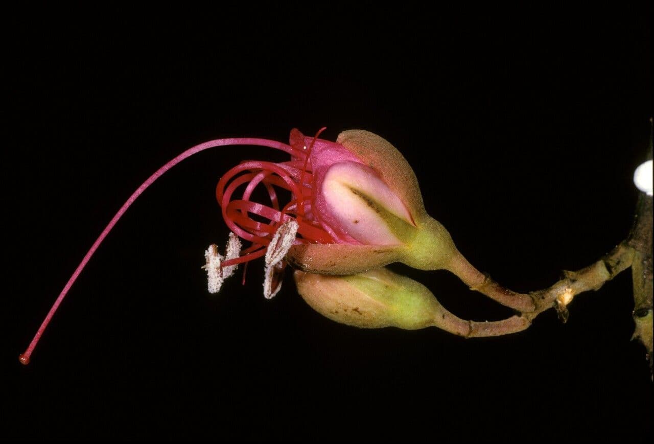 Eperua 3