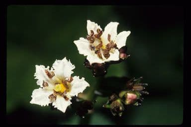 Hühnerkamm-Blatt 5