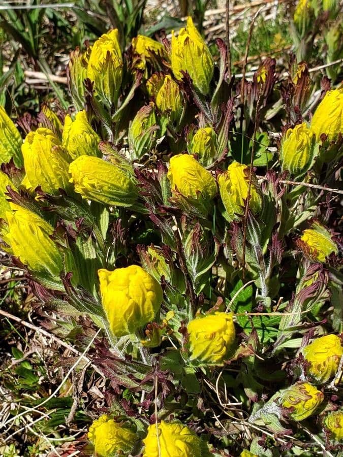 Castilleja levisecta 3