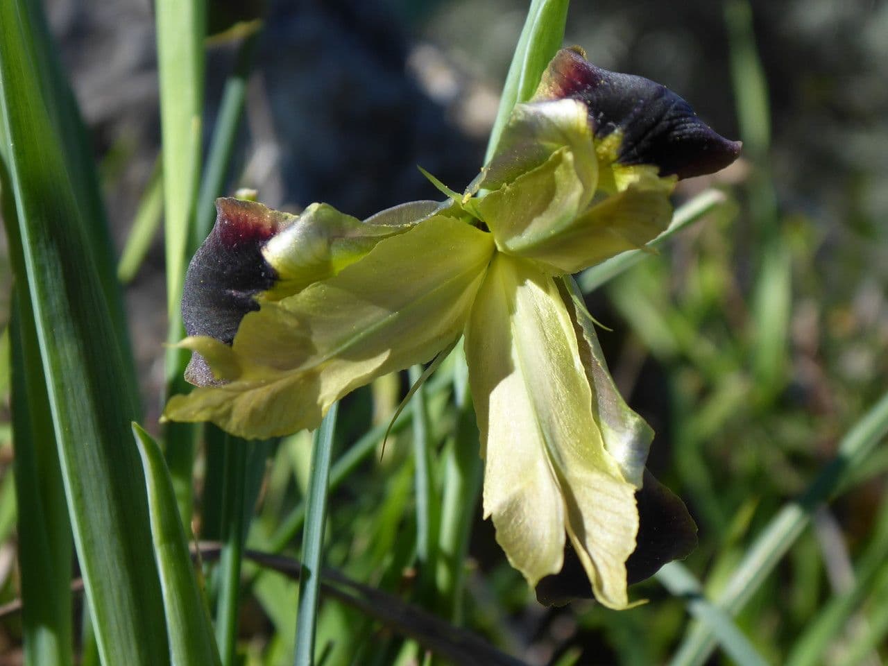 Iris tuberoso 7