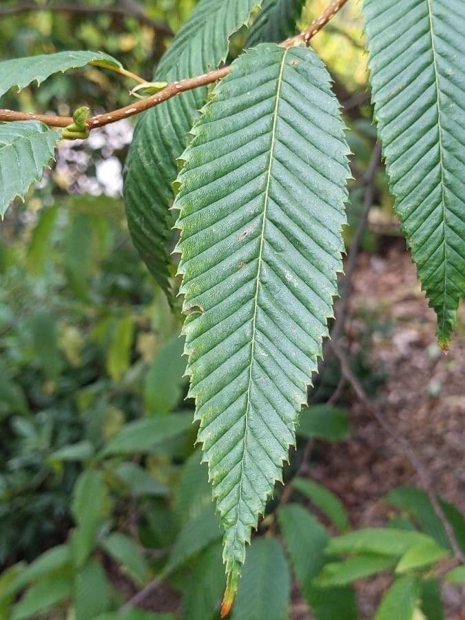 Carpinus japonica 12