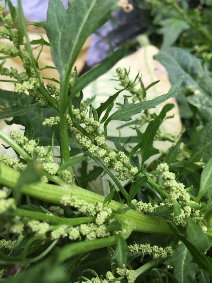 Chénopode rouge 9