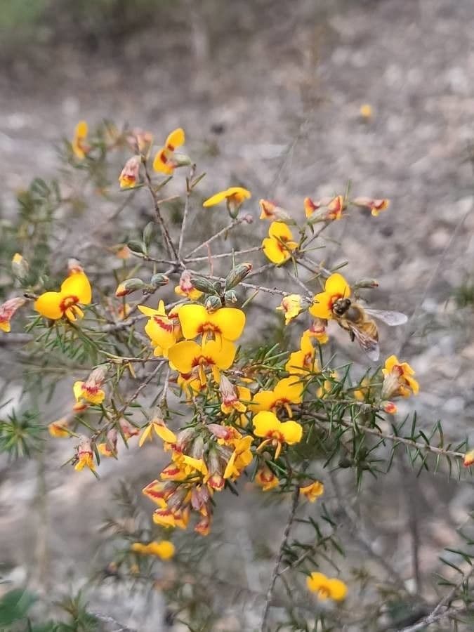 Dillwynia retorta 6