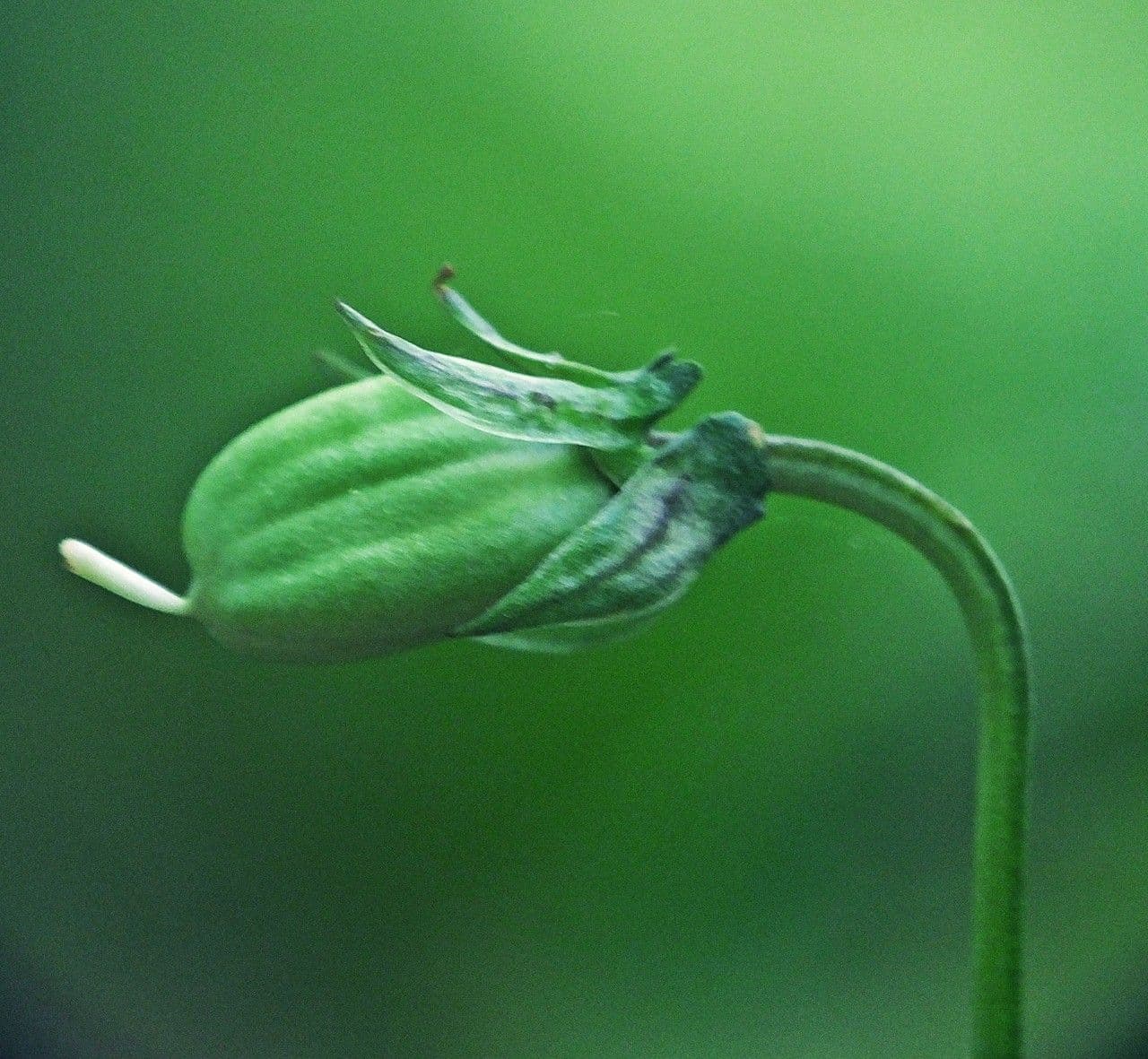 Viola di Rivinus 4