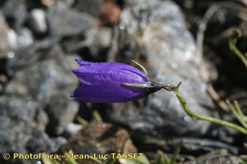 Campanula di Hermini 5