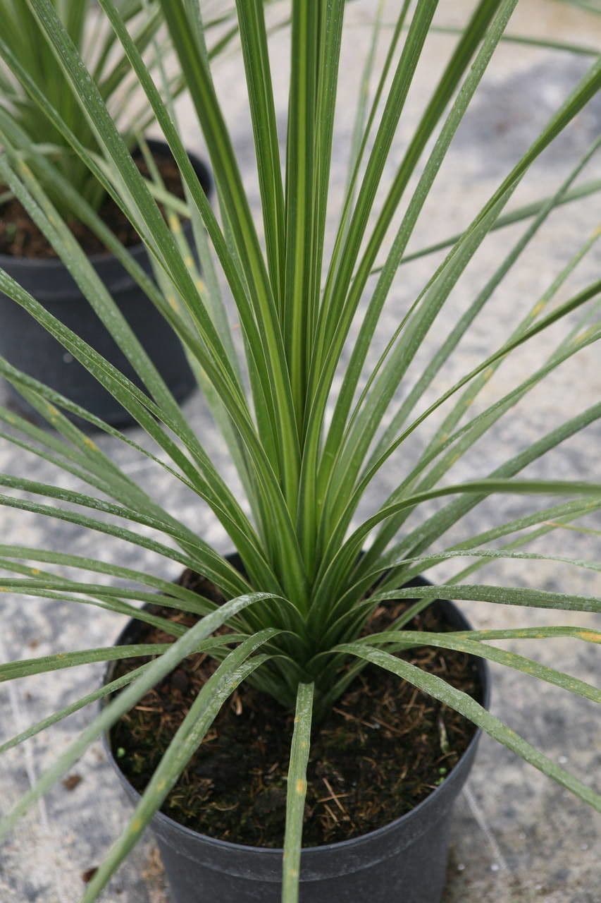 Cordyline 10
