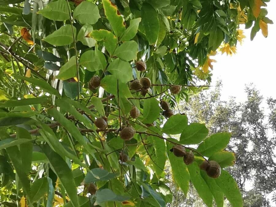 Sapindus indiano 3