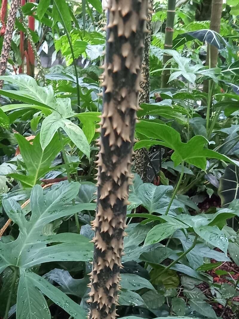 Anchomanes difformis 17