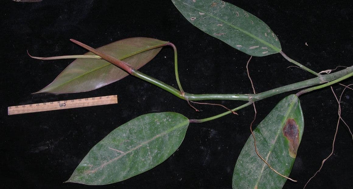 Philodendron 5