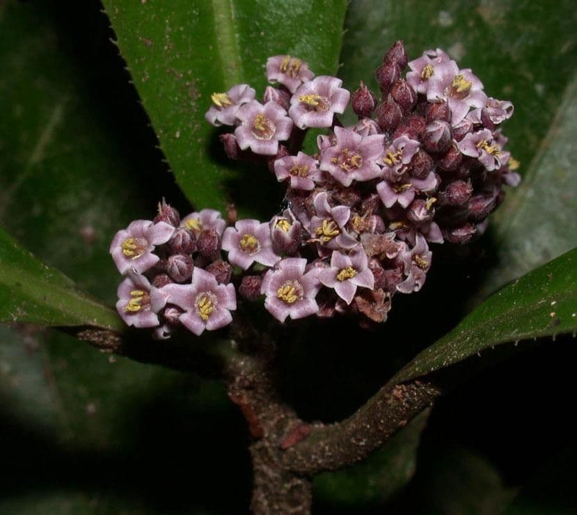 Ardisie 6