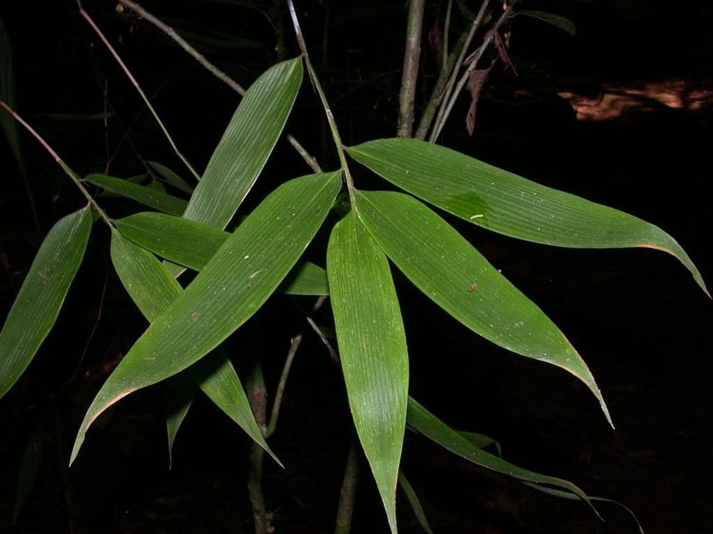 Elytrostachys 9