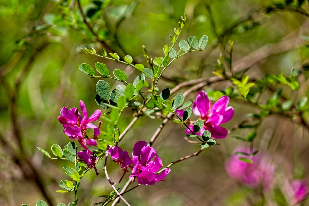 Indigofera