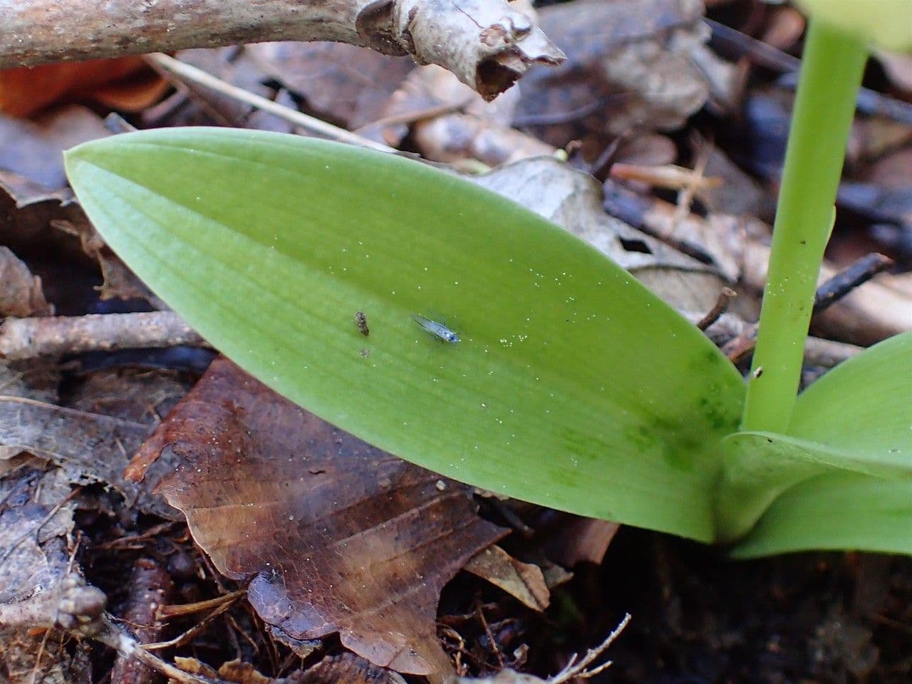 Orchide pallida 15