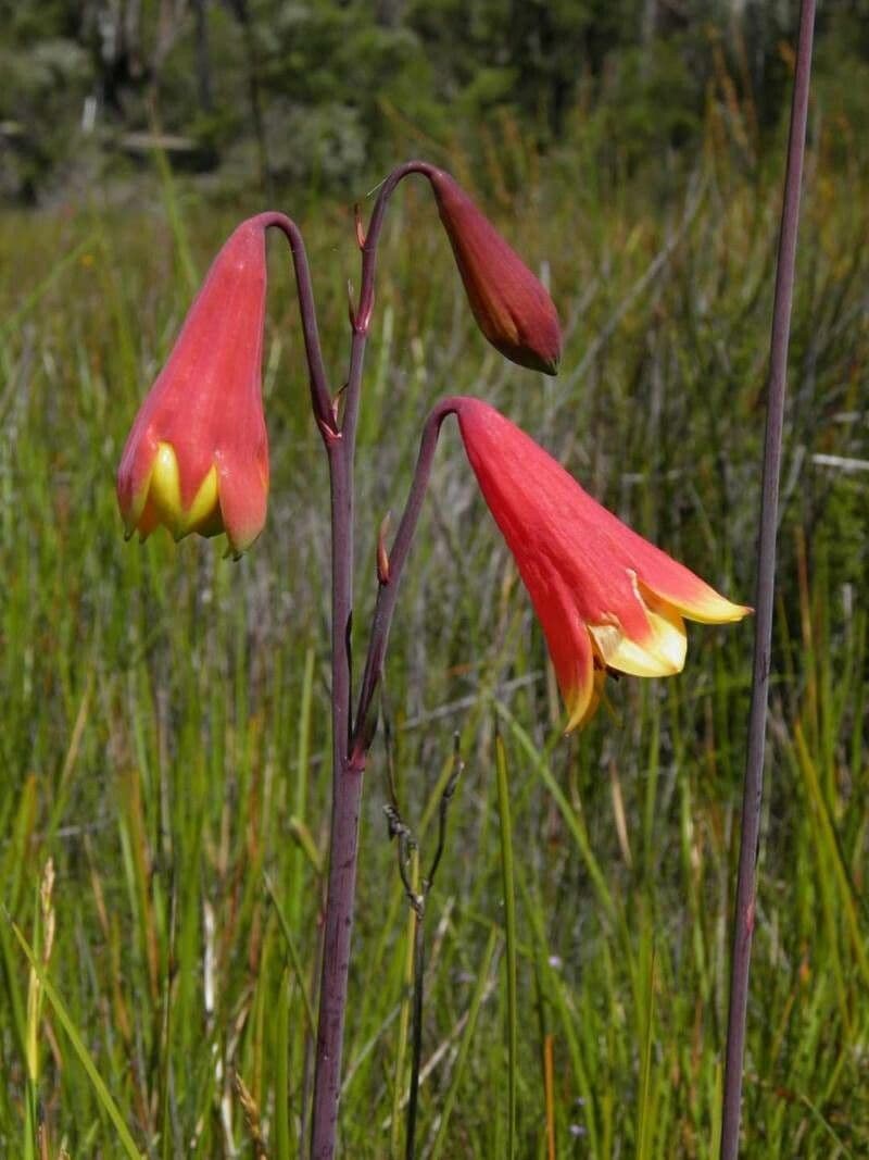 Blandfordia nobilis