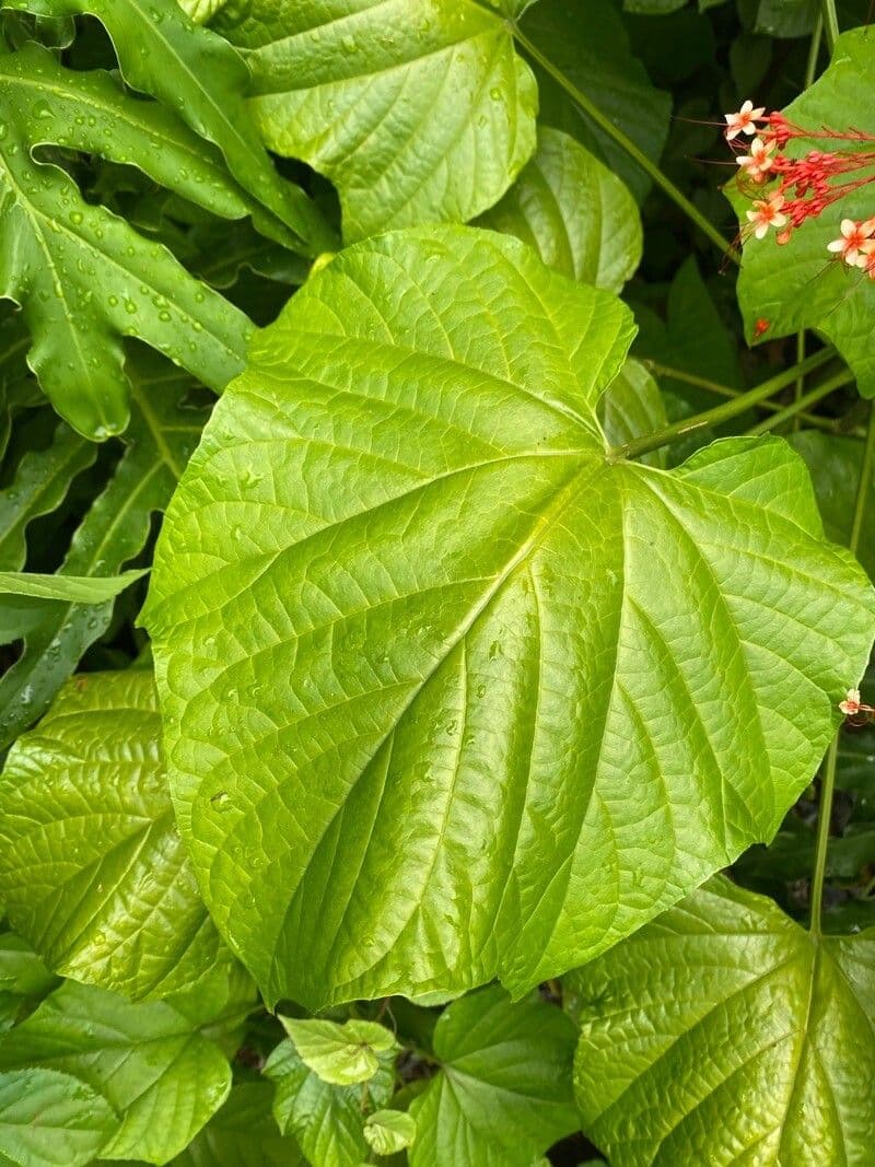 Lantana paniculata 17
