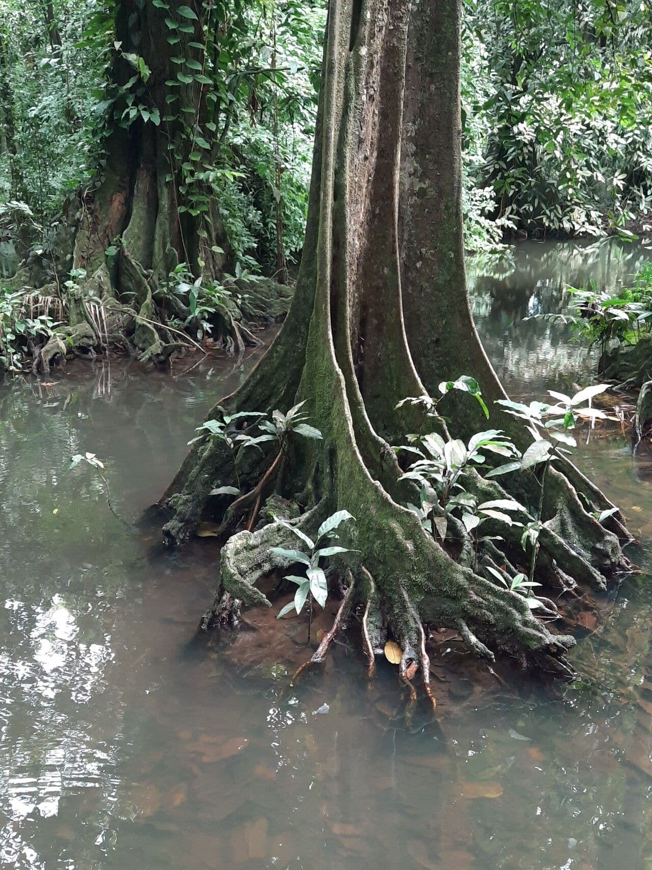 Inocarpus 14
